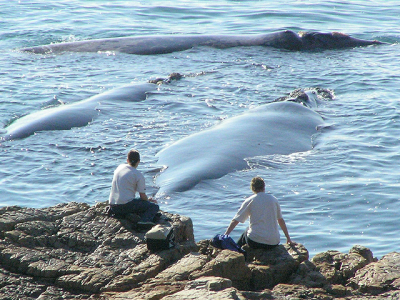 Hermanus Whale Watching